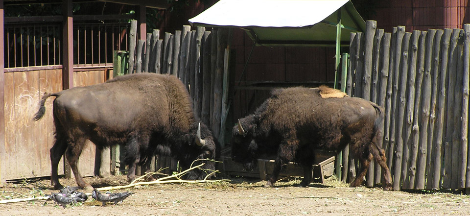 免费DDOS攻击测试工具